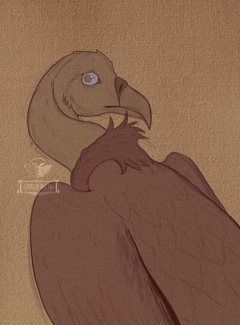 Vulture Vulture